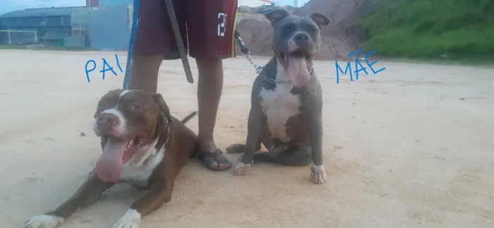 FILHOTES DE PITBULL