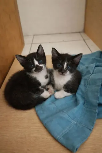 Lindos Gatinhos para doar - uma fêmea e um macho 