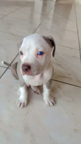 Vende-se Pittbull Macho
