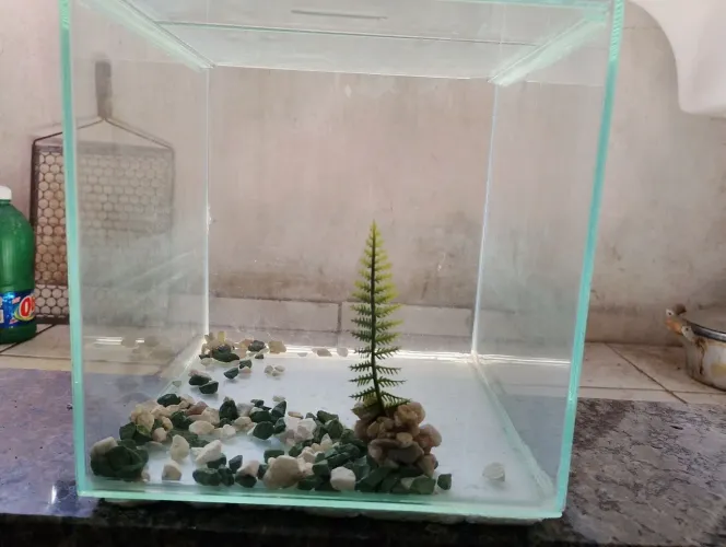 Aquário 9 litros 20 por 20