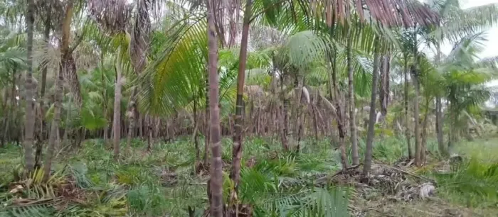 Sítio Com Açaizal Em Santo Antônio Do Tauá 