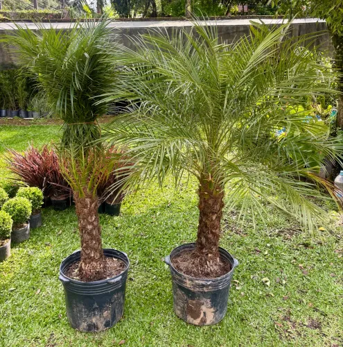 Palmeira Fenix 