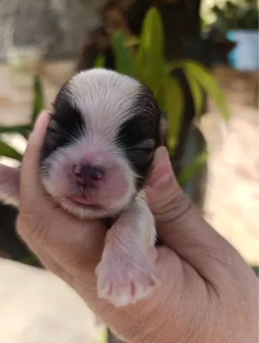 Filhotes Shihtzu disponíveis para venda