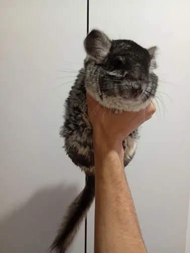 Macho de chinchila super manso 