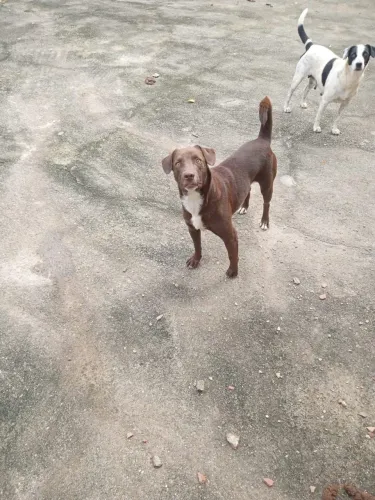     Trovão Procura um Lar Cheio de Amor 
