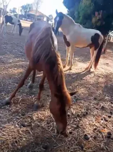 Égua e potro pampa
