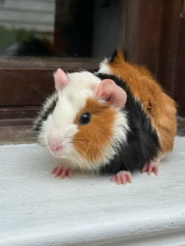 Porquinho da índia fêmea abissínio