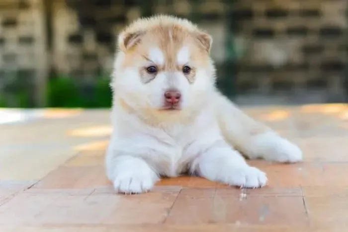Filhotes de Husky Siberiano | Lindos e carinhosos!