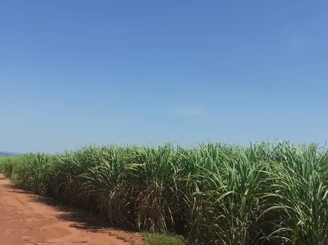 Fazenda de cana  292 alqueiro