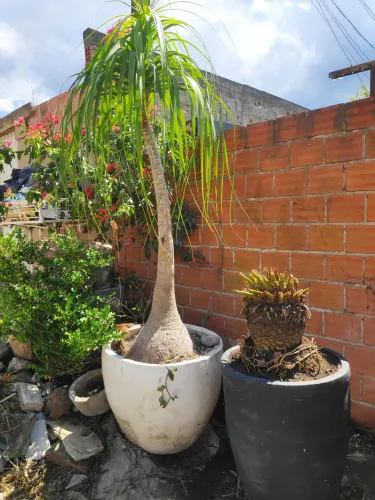 Pata de elefante grande, vaso em cimento p jardim .