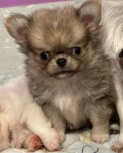 Chihuahua Fêmea Liver and White: O Melhor Companheiro em Tamanho Pequeno!