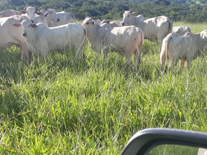 Excelente fazenda dupla aptidão tupaciguara 