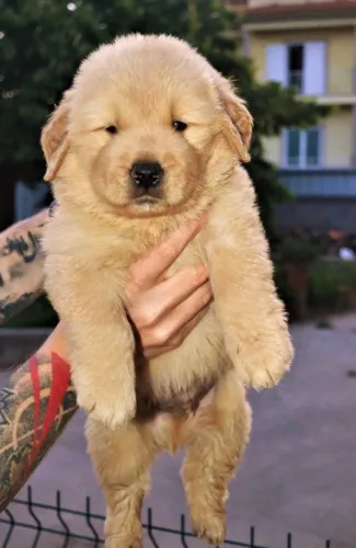 Golden retriever machinho lindo filhote com 59 dias vacinado e com pedigree e  garantia 