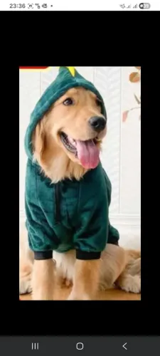 Roupa dinossauro pet,focinheira,lava patas,capa de chuva 