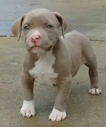 Pittbull filhotes já escolheu amar você