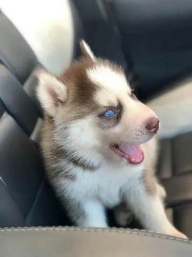 Husky Siberiano padrão internacional e magnifico da raça!