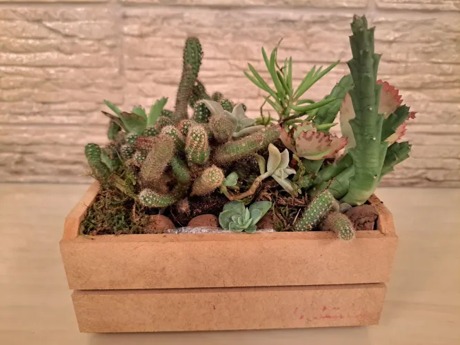 Mini Jardim de Suculentas em Vaso de Madeira