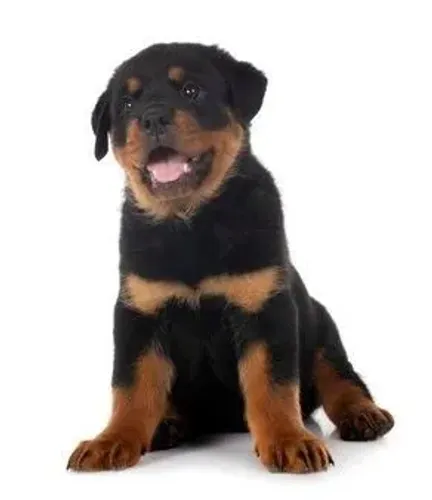Filhote Rottweiler uma alma gêmea tem 4 patas