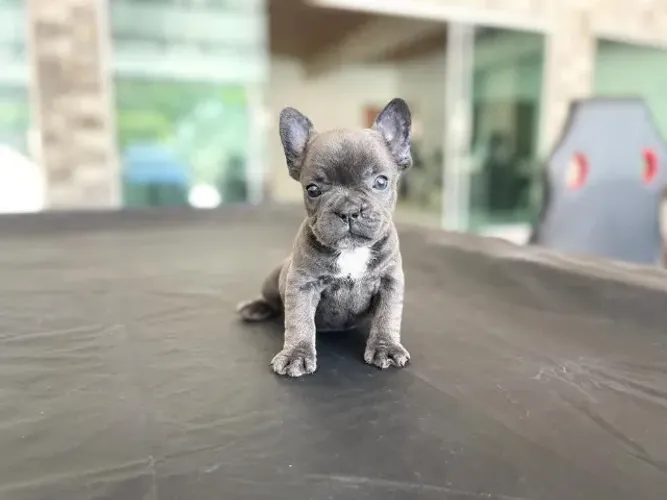 Bulldog frances Pacelamento sem juros no cartão.