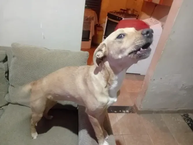 Doação de um cachorro fêmea da raça american buli misturada filhote tem apenas 8 meses .