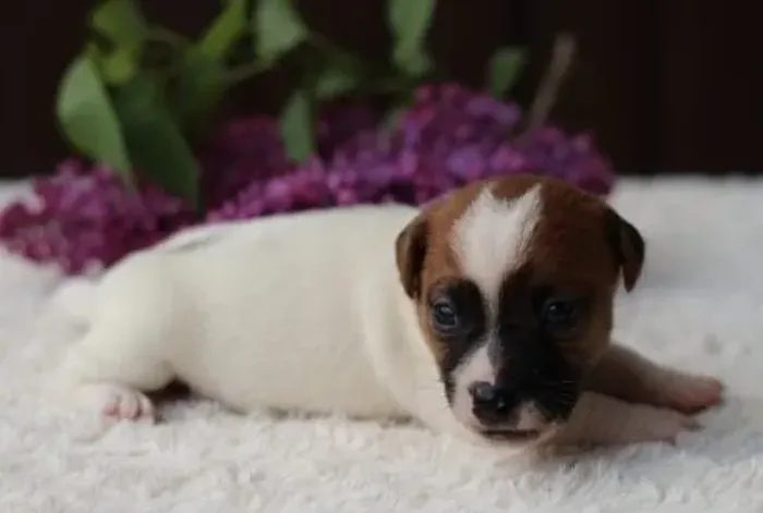 Jack Russell Babys Pequenos, Energia e Fofura Garantida