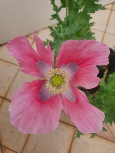 Sementes de Papaver somniferum