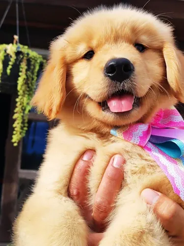 Machos e Fêmeas Golden Retriever disponível 