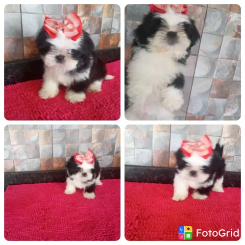 SHIH TZU MICRO PROMOÇÃO PEDIGREE CBKC 