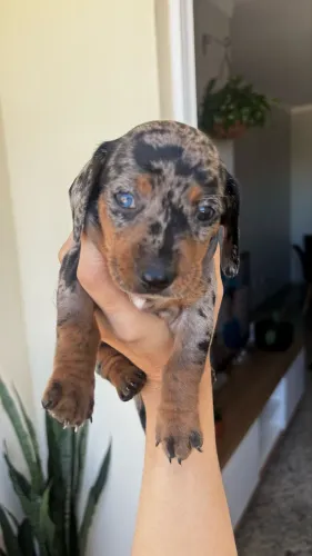 Filhote Dachshund alerquim - macho