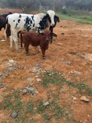 Mini  bezerro, mini boi (macho).
