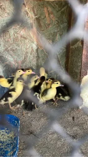 Vende se filhote de pato