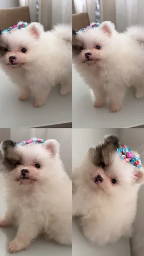 Spitz alemão