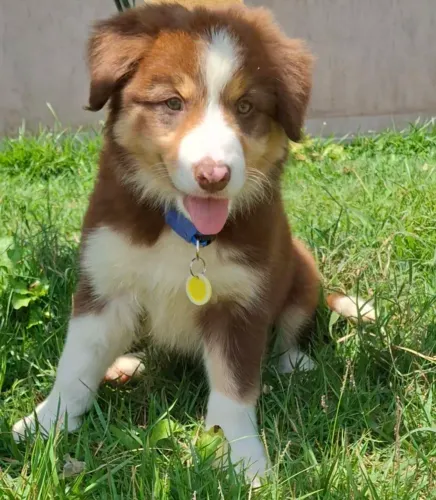 Border collie
