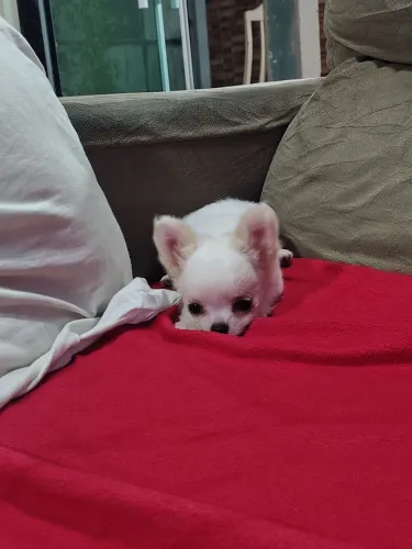 Filhote de chihuahua fêmea