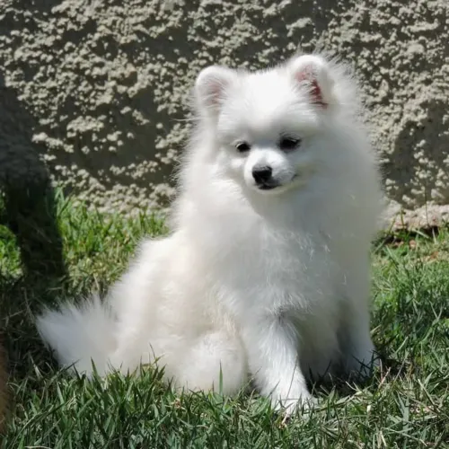 Spitz Alemão lindo demais