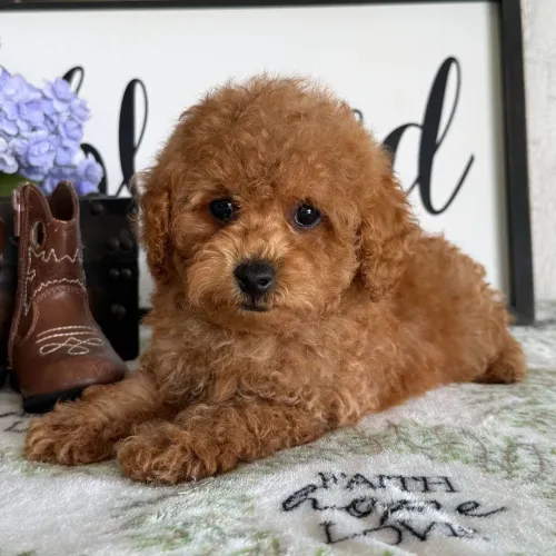 Poodle Toy Red: Filhote brincalhão que vai alegrar seu lar. 