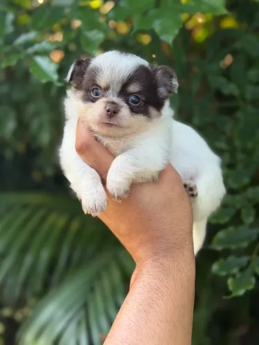 Chihuahua um verdadeiro Lord e companheiro, linhagem de excelência