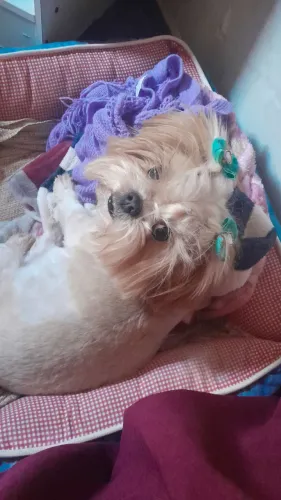 Cuidadora de pets disponivel