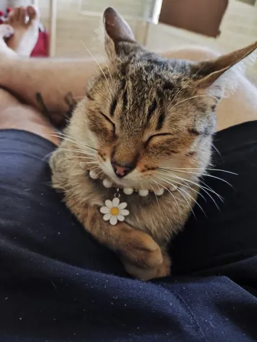Gata para adoção 