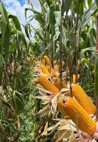 ? VENDA DE MILHO E RAÇÕES DIRETO DA FAZENDA ?