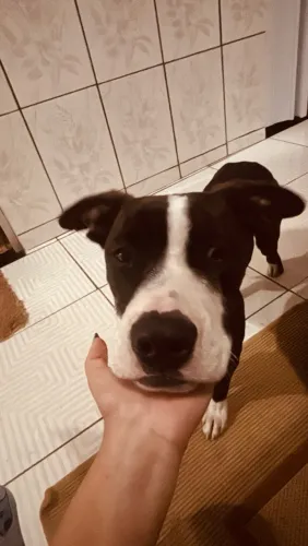 Cachorro doação 