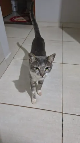 doação de gatinhos<br>doação de gatinhos 