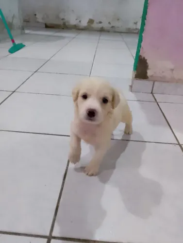 Cachorro Filhote Perdigueiro Português