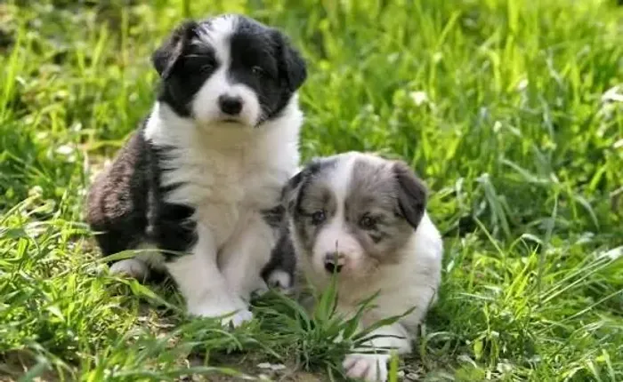Border collie venha testar a inteligência deles 