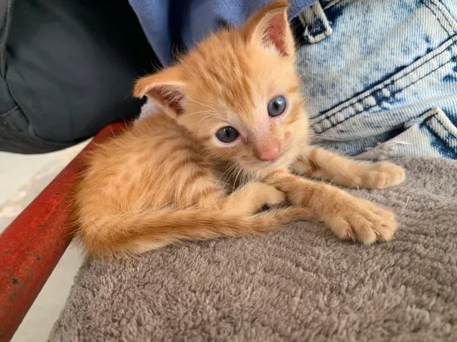 doa-se gatinho macho