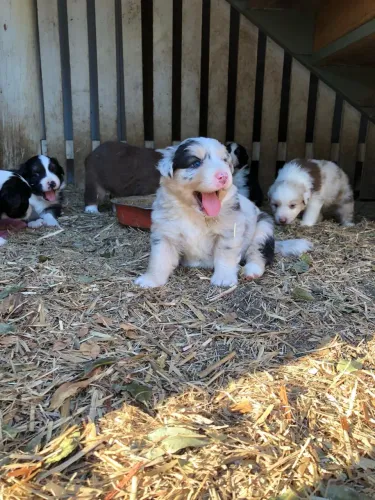 Border collie fêmeas