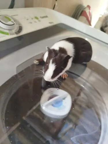 Porquinho da índia 