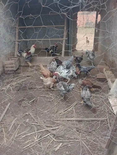 Vendo frangos caipira!!