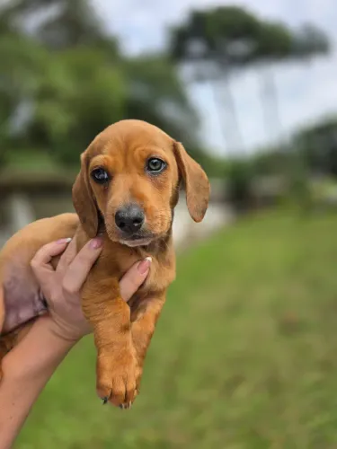 Dachshund teckel machinho