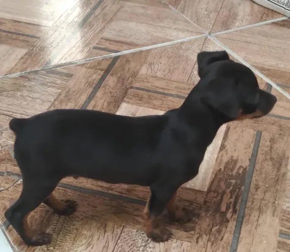 Pinscher 